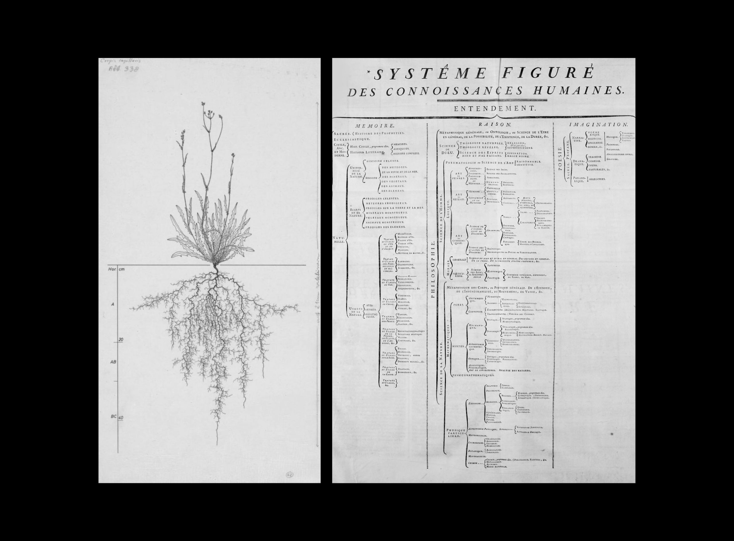 On the left: Erwin Lichtenegger, Crepis capillaris, 1992. On the right: Denis Diderot and Jean le Rond d'Alembert, Classificatory-disciplinary order adopted in the Encyclopédie (1751-1772), a structure that organises man's knowledge in three macro-areas: Memory made of History, Reason dedicated to Philosophy and Imagination capable of creating poetry.